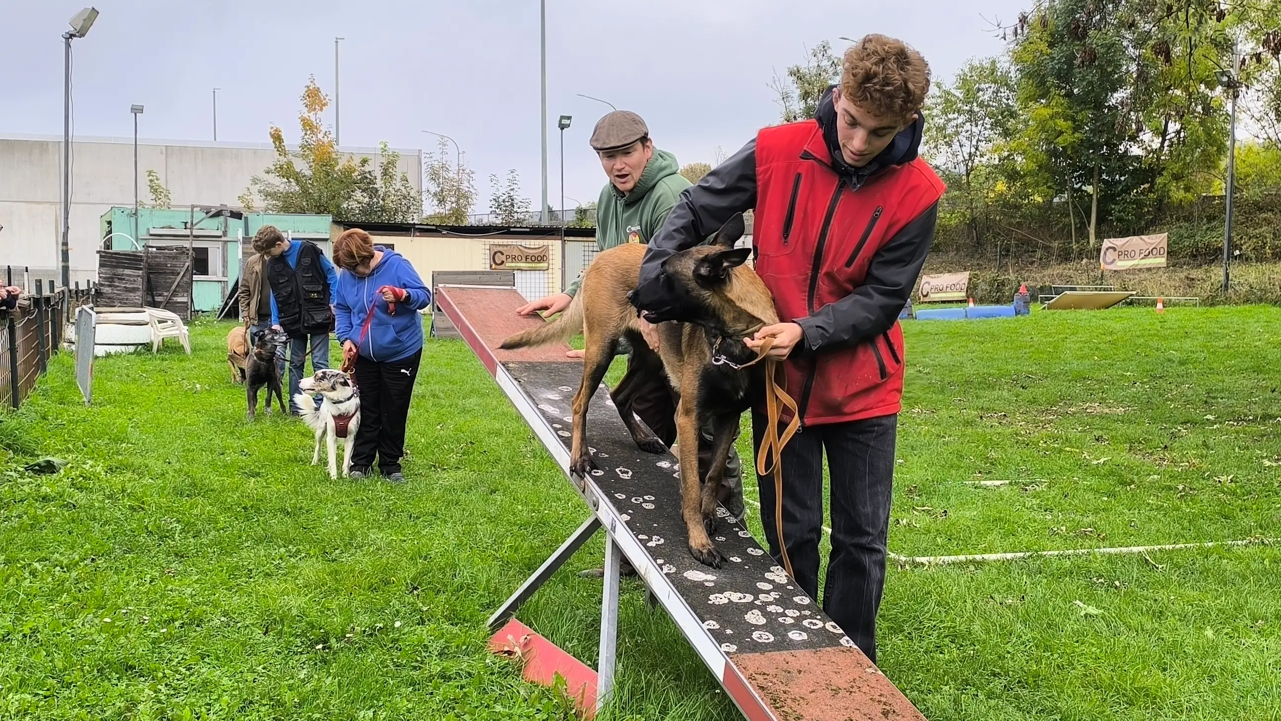 chien passe un obstacle d'agility en cours collectif d'éducation canine chien au dressage agility